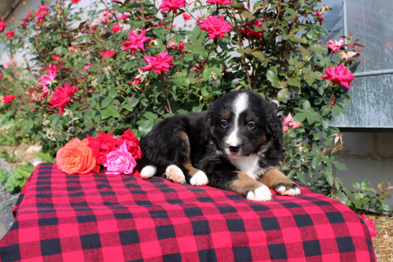 puppy, for, sale, Bernedoodle, Matthew B. Stoltzfus, dog, breeder, Gap, PA, dog-breeder, puppy-for-sale, forsale, nearby, find, puppyfind, locator, puppylocator, aca